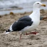 image of bird