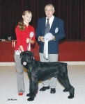 image of giant_schnauzer #28