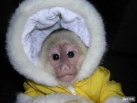 image of titi