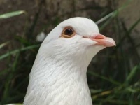image of dove