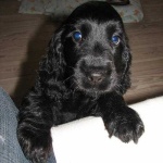 image of cocker_spaniel