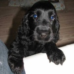 image of cocker_spaniel #4