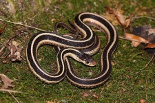 image of garter_snake #13