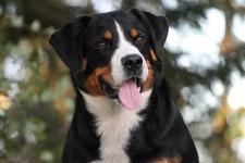 image of appenzeller