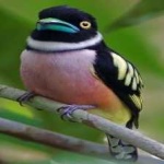 image of bird