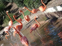 image of flamingo