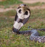 image of indian_cobra