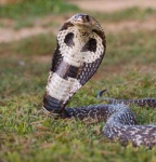 image of indian_cobra #25