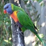 image of bird