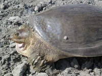 image of leatherback_turtle