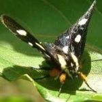 image of animal