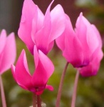image of flower