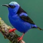 image of bird