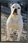 image of animal