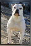 image of american_bulldog #7