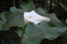image of giant_white_arum_lily #25