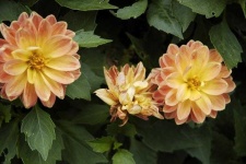 image of flower