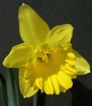 image of flower