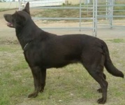 image of kelpie