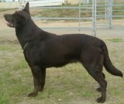 image of kelpie #22