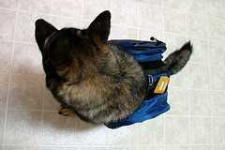 image of norwegian_elkhound