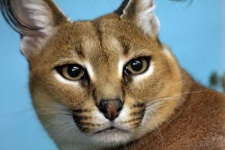 image of egyptian_cat