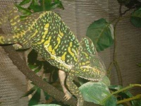 image of african_chameleon