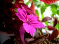 image of mexican_petunia #4