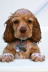 image of cocker_spaniel #27