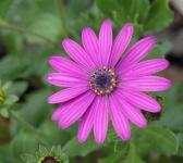 image of flower