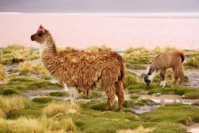 image of alpaca #32