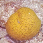 image of coral #25