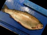 image of trout #5