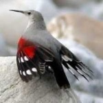 image of bird