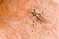image of mosquito