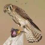 image of bird