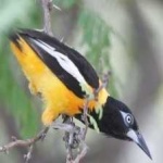 image of bird