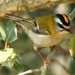 image of bird