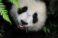 image of animal