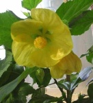 image of flower