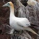 image of bird