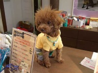 image of toy_poodle