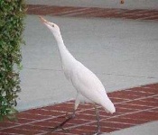 image of ibis