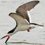image of bird