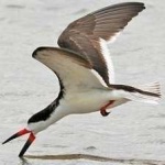 image of black_skimmer #1