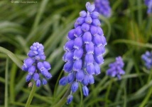 image of grape_hyacinth #32