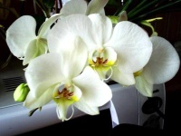 image of moon_orchid #16