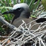 image of bird