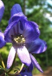 image of flower