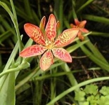 image of flower
